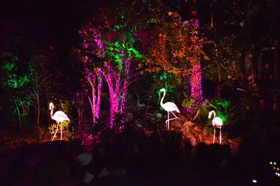 DSC_6988 (Large).JPG